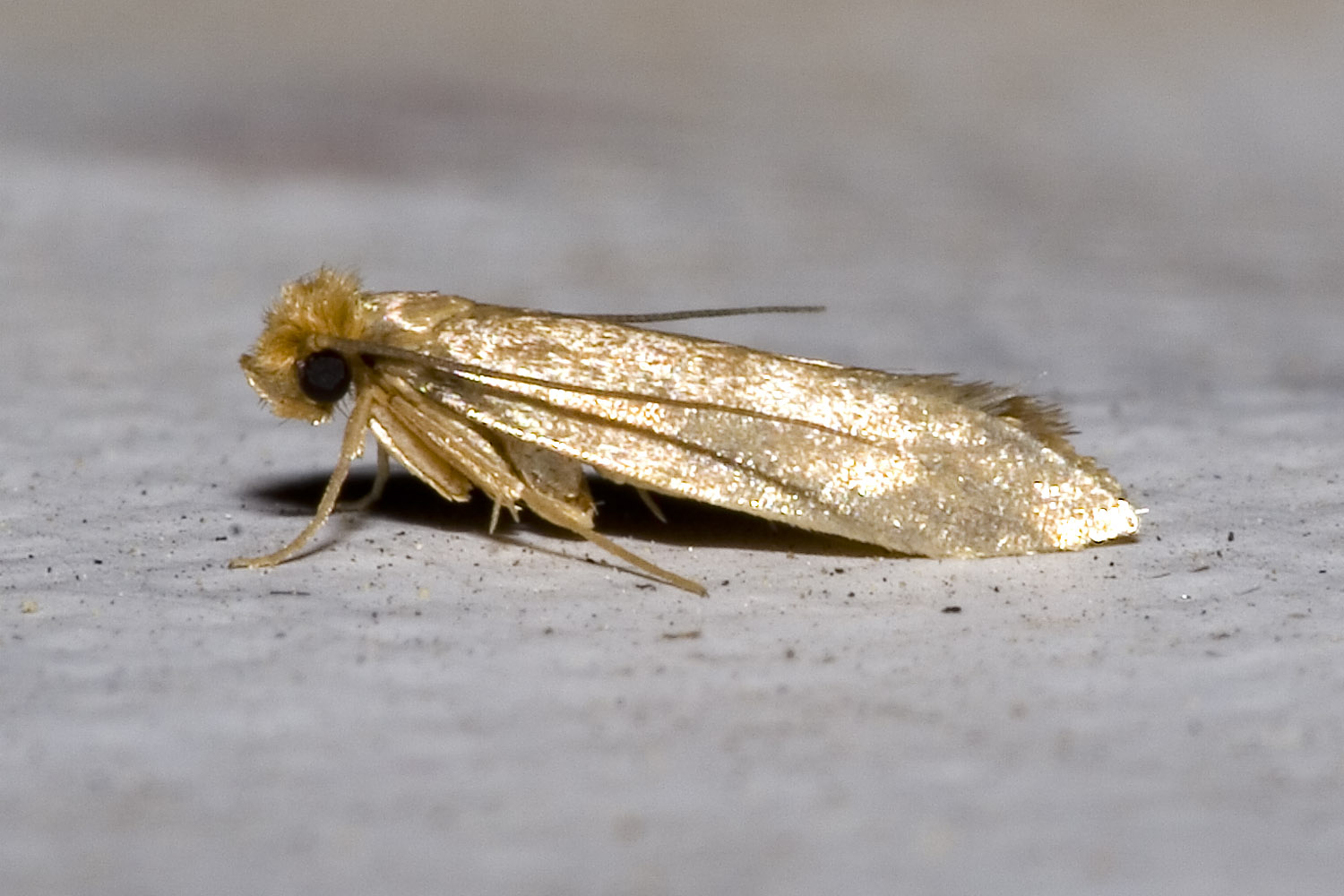 Golden common clothes moth on pale surface, side view